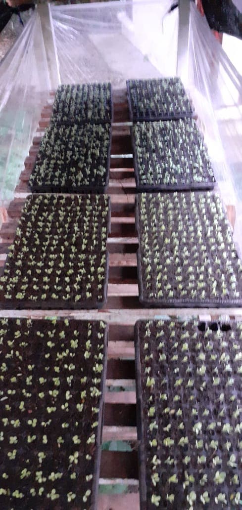 Community plant nursery with indigenous and fruit seedlings in Baolala
